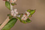 Dogtongue buckwheat